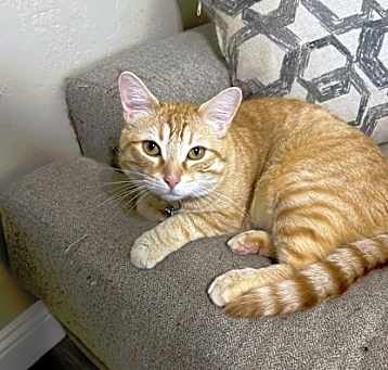 Photo of Simba
