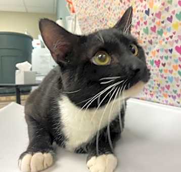 Photo of Basil