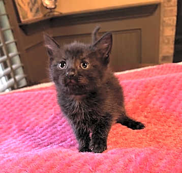 Photo of Max