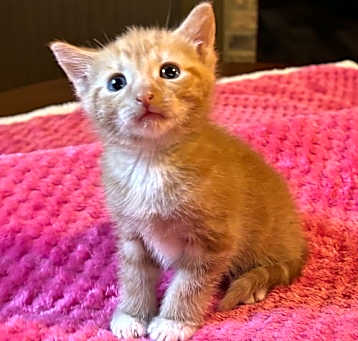 Photo of Fergus