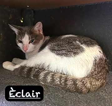 Photo of Eclair