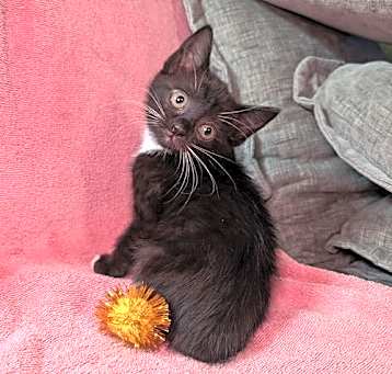 Photo of Matcha - female kitten