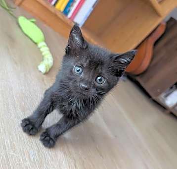 Photo of Sammy Davis Jr - male kitten
