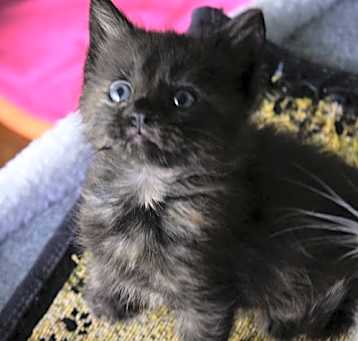 Photo of Jag