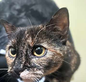 Photo of Harley