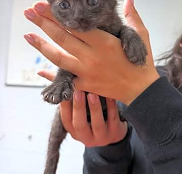 Photo of Black Bean