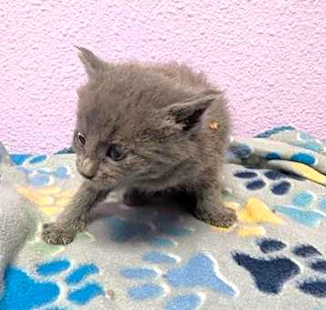 Photo of 58486973