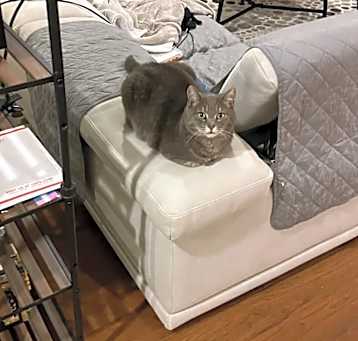 Photo of Trico