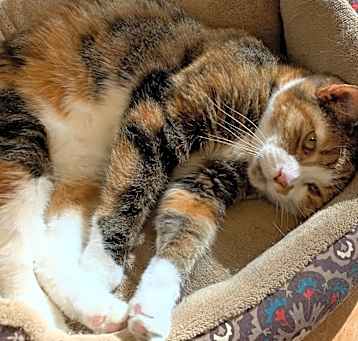 Photo of Misty