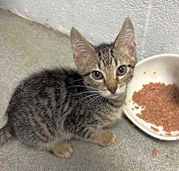 Photo of Tuvok