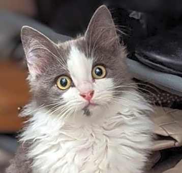 Photo of Bunny