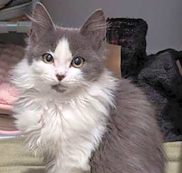 Photo of Fluff