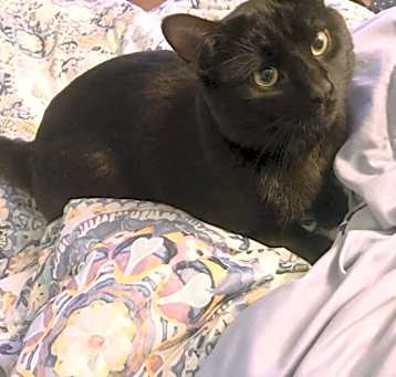 Photo of Pickles