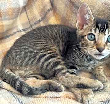 Photo of Jasper