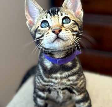Photo of Oliver