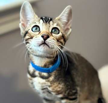Photo of Remy