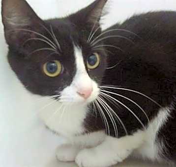 Photo of WHISKERS