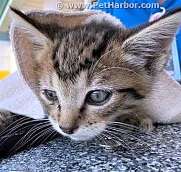 Photo of SKITTLES