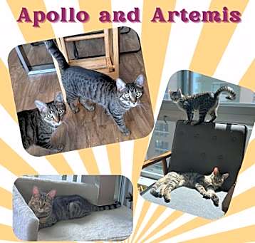 Photo of Apollo and Artemis