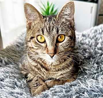 Photo of Turbo No Flametail