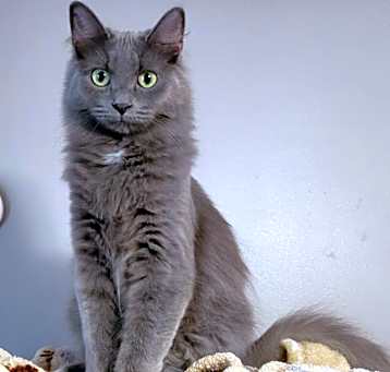 Photo of Butterscotch (bonded with Gum drop)