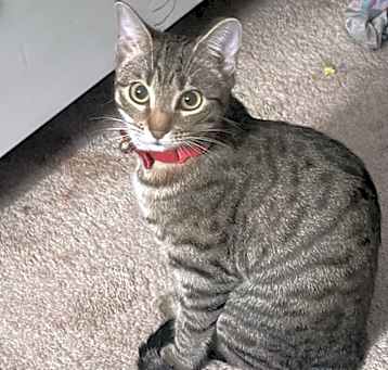 Photo of Lily