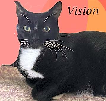 Photo of VISION