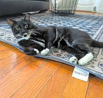 Photo of Mojo