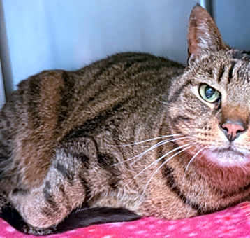 Photo of Booker**Bonded With Bella**