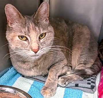 Photo of Bella**Bonded With Booker**