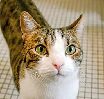 Photo of Maximus