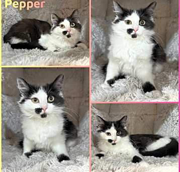 Photo of Pepper