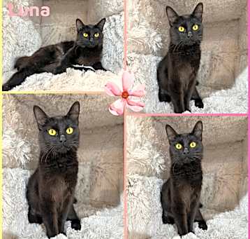 Photo of Luna