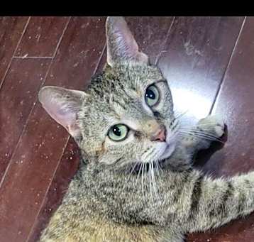 Photo of Saffron