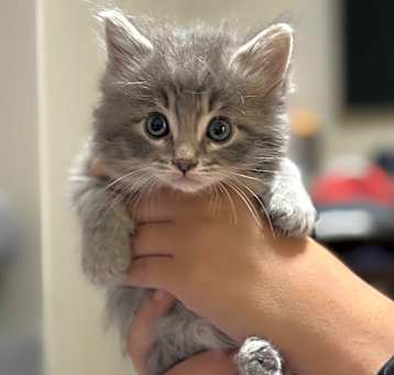 Photo of Anakin