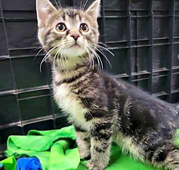 Photo of Kitten Mapquest