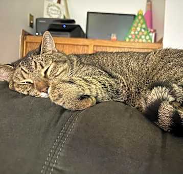 Photo of Toby