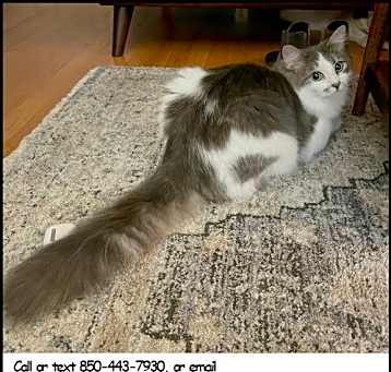 Photo of Mochi