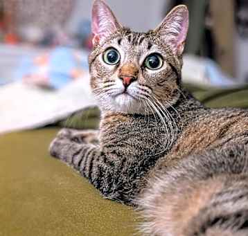 Photo of Tikok 