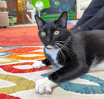 Photo of *Bailey