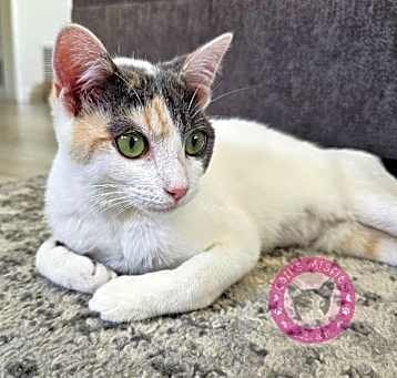 Photo of Iris