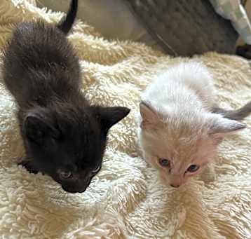 Photo of kittens (6 wks, male, female)