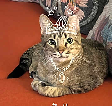Photo of Bella #princess-warrior