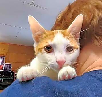 Photo of Cheddar