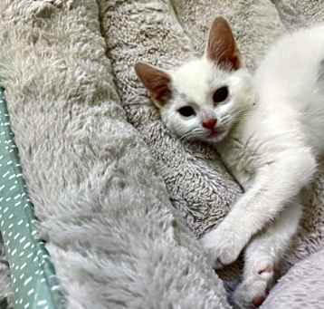 Photo of Dottie