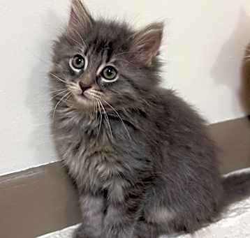 Photo of Tesla
