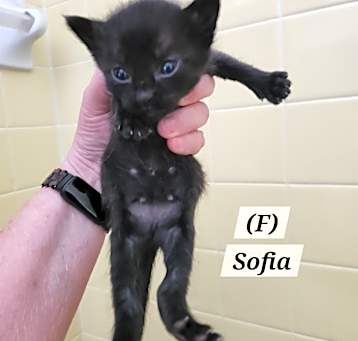 Photo of Sophia