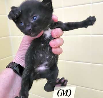 Photo of Scratchy McScratchface