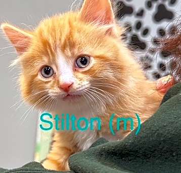 Photo of STILTON Kitten (m)