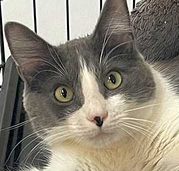 Photo of FELIX